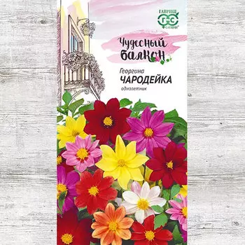 Георгина Чародейка, смесь окрасок Гавриш