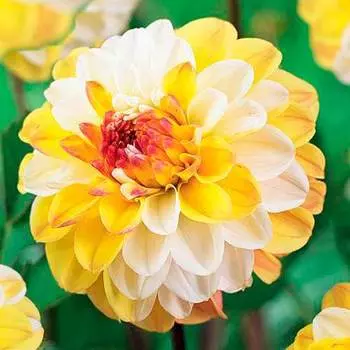 Георгина Дабл Джилл