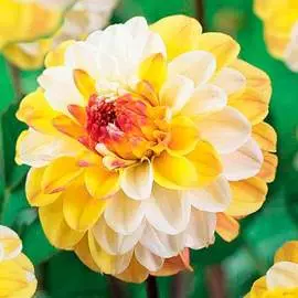 Георгина Дабл Джилл