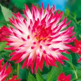 Георгина Датч Эксплоужен