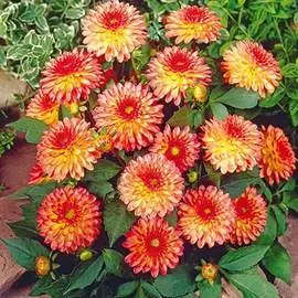 Георгина Дилайтинг Глоу