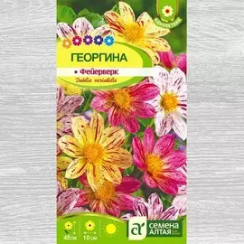 Георгина Фейерверк, смесь окрасок