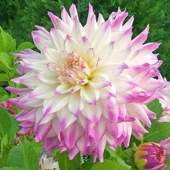 Георгина Фернклиф Иллюжн