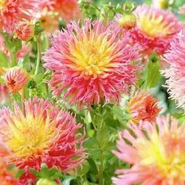 Георгина Фринджд Стар