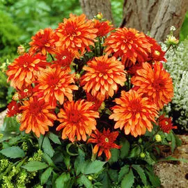 Георгина Геллери Арт Деко