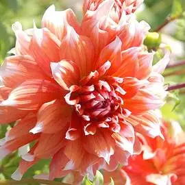 Георгина Холланд Фестивал