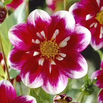 Георгина Импрешн Фабала