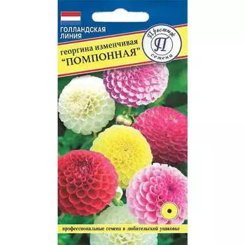 Георгина изменчивая Помпонная, смесь окрасок Престиж