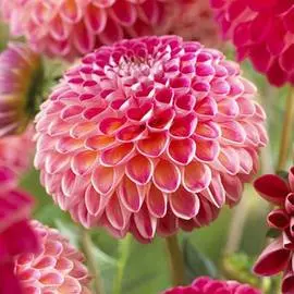 Георгина Кенора Файерболл