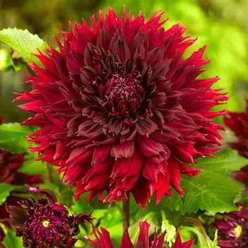 Георгина Кенора Макоп-Б