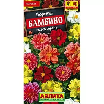 Георгина махровая Бамбино, смесь окрасок Аэлита