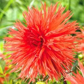 Георгина Мелз Оранж Мармелад