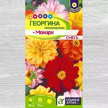 Георгина Монарх, смесь окрасок