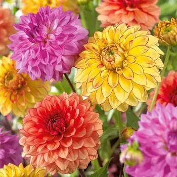 Георгина Перфекшн, смесь окрасок