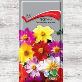 Георгина Пикколо мигнон, смесь окрасок