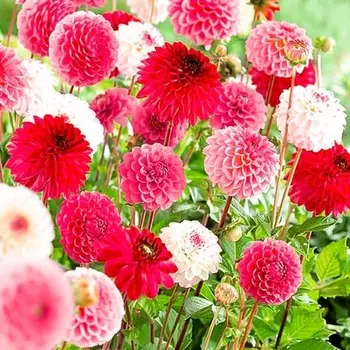 Георгина Помпон Пинк, микс