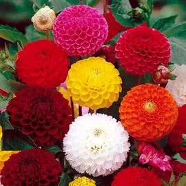 Георгина Помпонная, смесь окрасок