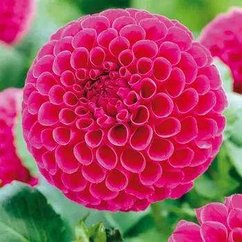 Георгина Сандра