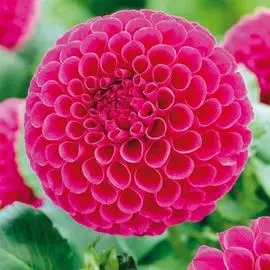 Георгина Сандра