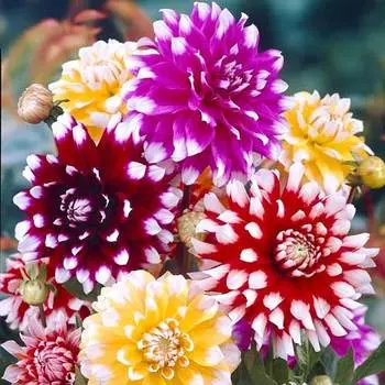 Георгина Топ Уайт, микс