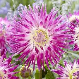 Георгина Веритэйбл