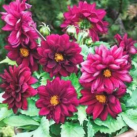 Георгины гибридные Карлсон Фиолет Шейдс