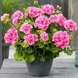 Герань гибридная Маверик Звезда F1