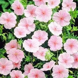 Герань Стриатум