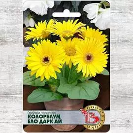 Гербера Колорблум Ело Дарк Ай