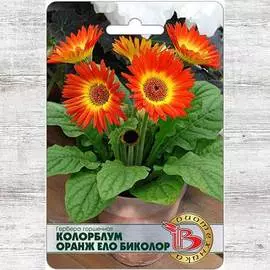 Гербера Колорблум Оранж Ело Биколор