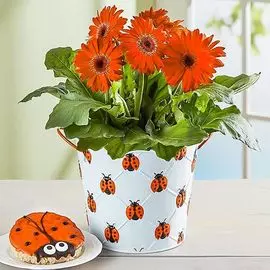 Гербера Мега Революшн Оранж Дарк Ай F1