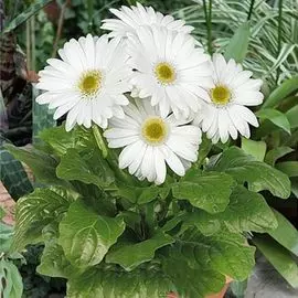 Гербера Мега Революшн Вайт Лайт Ай F1