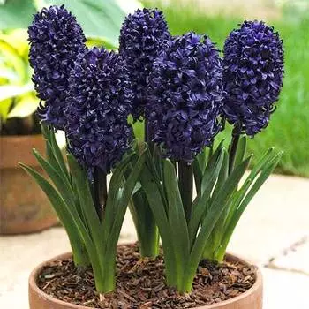 Гиацинт Блю Сапфир