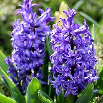 Гиацинт Изабелла