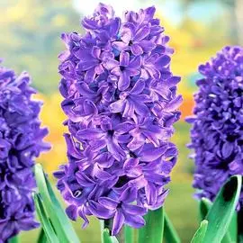 Гиацинт Мария