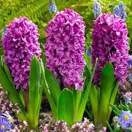 Гиацинт Мисс Сайгон