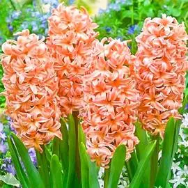 Гиацинт Одиссей