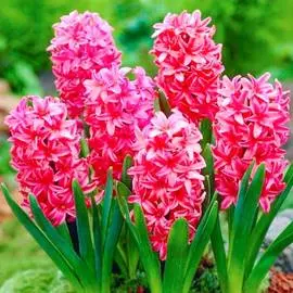 Гиацинт Ред Мэджик