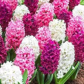 Гиацинт Сальса Дуо