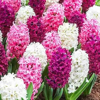 Гиацинт Сальса Дуо, микс