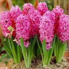 Гиацинт Виолет Перл