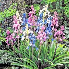 Гиацинтоидес, микс