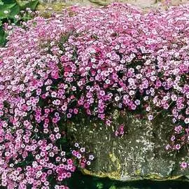 Гипсофила метельчатая Фламинго