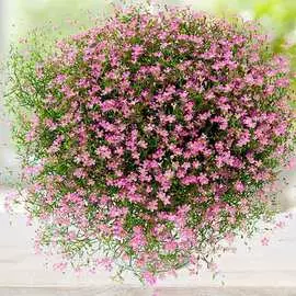 Гипсофила метельчатая Пинк