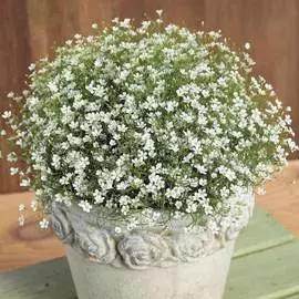 Гипсофила метельчатая Вайт