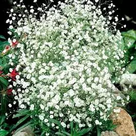 Гипсофила Снежинка