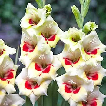 Гладиолус бамбино Мессина