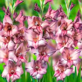 Гладиолус бамбино Торино