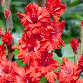 Гладиолус гофрированный Файер Раффл