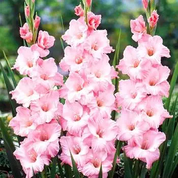 Гладиолус гофрированный Краснодар